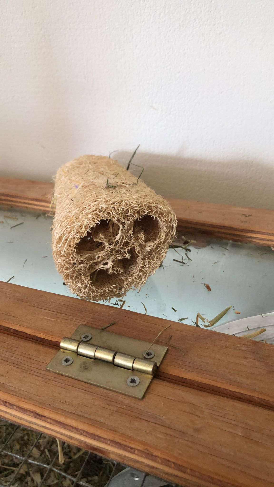 Luffa