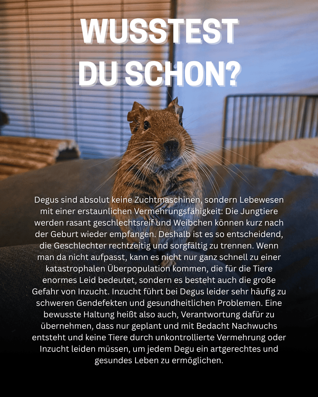 Wusstest Du schon 11_20250601_212815_0000.png