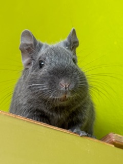 Blue non Agouti