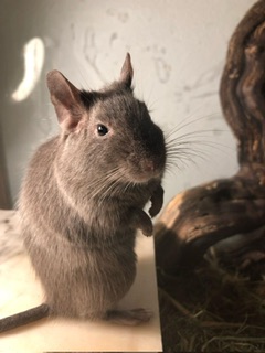 Schoko