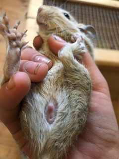 Inti, Weibchen