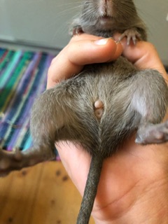 Weibchen
