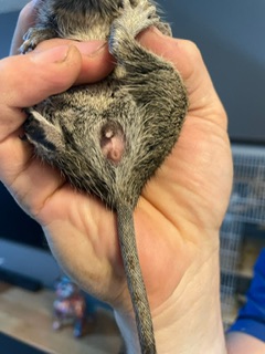 Männchen